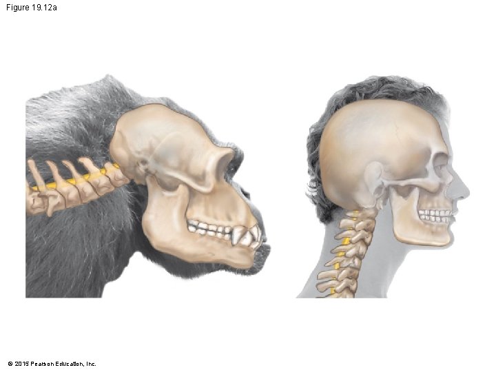 Figure 19. 12 a © 2015 Pearson Education, Inc. 