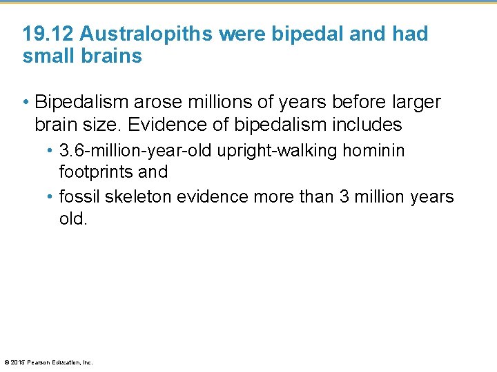 19. 12 Australopiths were bipedal and had small brains • Bipedalism arose millions of