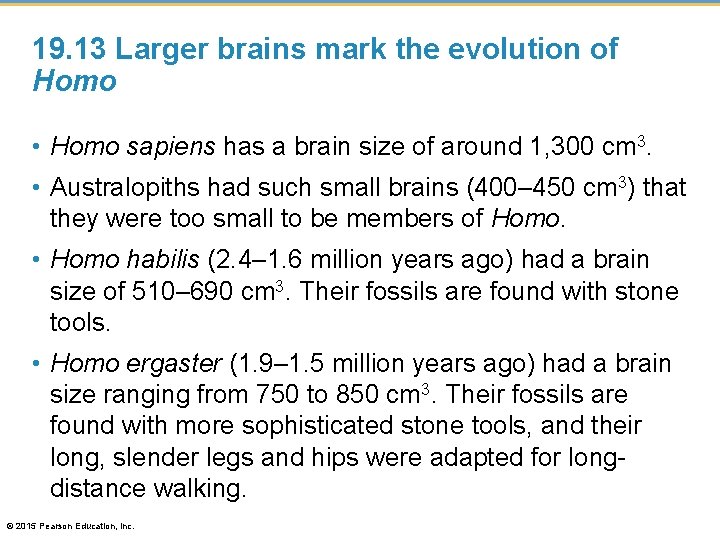 19. 13 Larger brains mark the evolution of Homo • Homo sapiens has a