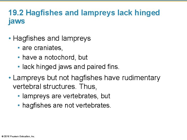 19. 2 Hagfishes and lampreys lack hinged jaws • Hagfishes and lampreys • are