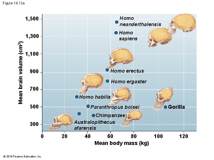 Figure 19. 13 a Homo neanderthalensis 1, 500 Homo sapiens Mean brain volume (cm