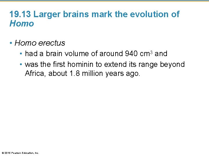 19. 13 Larger brains mark the evolution of Homo • Homo erectus • had