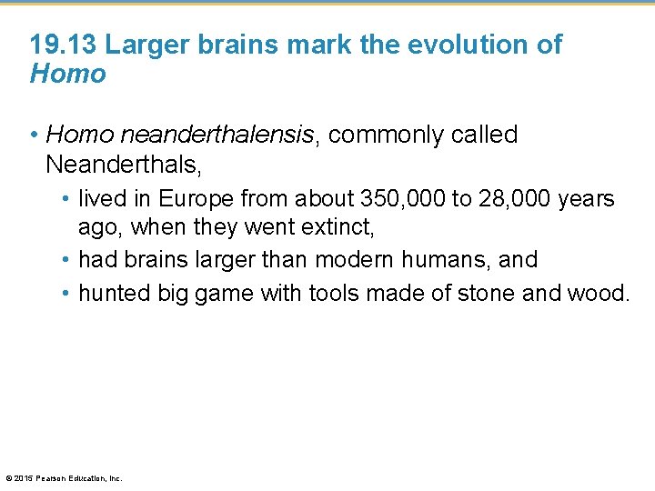 19. 13 Larger brains mark the evolution of Homo • Homo neanderthalensis, commonly called