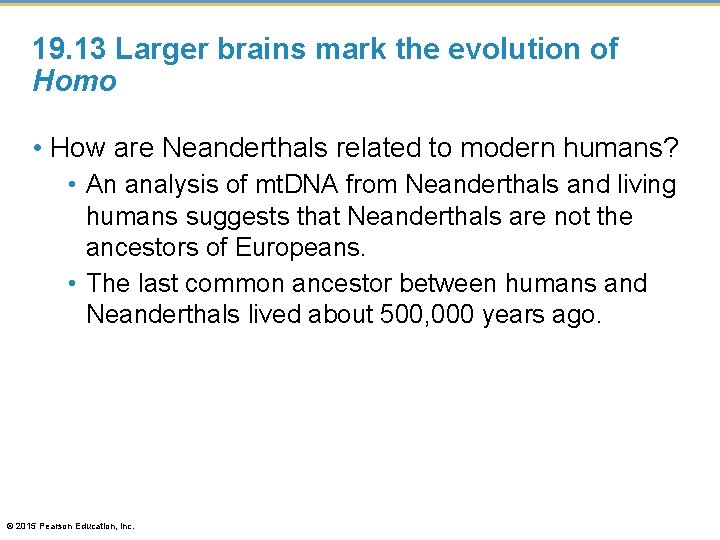 19. 13 Larger brains mark the evolution of Homo • How are Neanderthals related