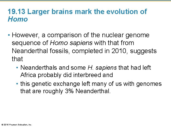 19. 13 Larger brains mark the evolution of Homo • However, a comparison of
