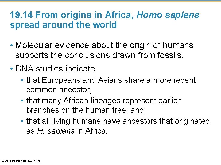 19. 14 From origins in Africa, Homo sapiens spread around the world • Molecular