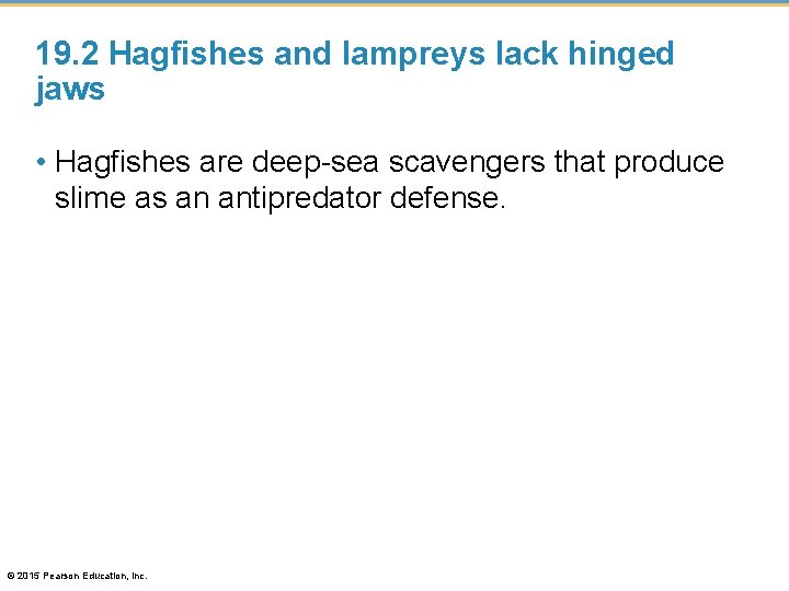 19. 2 Hagfishes and lampreys lack hinged jaws • Hagfishes are deep-sea scavengers that