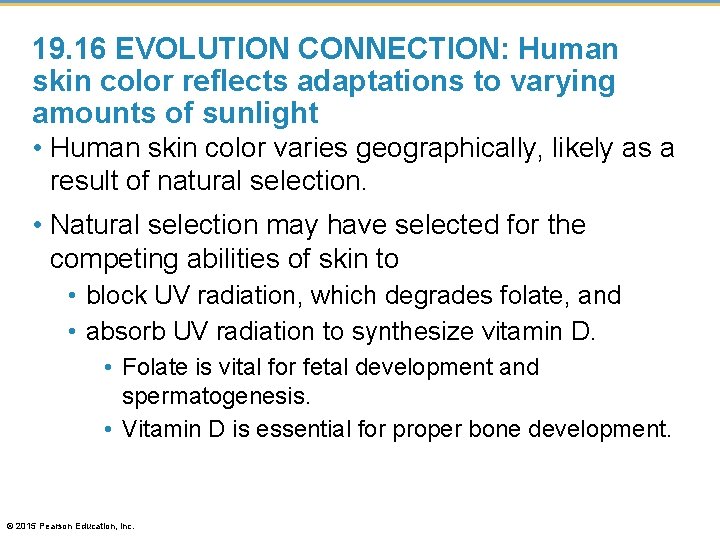 19. 16 EVOLUTION CONNECTION: Human skin color reflects adaptations to varying amounts of sunlight
