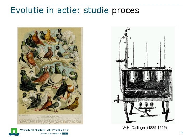 Evolutie in actie: studie proces W. H. Dallinger (1839 -1909) 10 