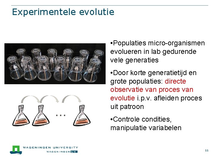 Experimentele evolutie • Populaties micro-organismen evolueren in lab gedurende vele generaties • Door korte