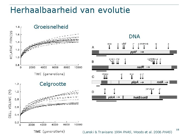 Herhaalbaarheid van evolutie Groeisnelheid DNA Celgrootte (Lenski & Travisano 1994 PNAS, Woods et al.