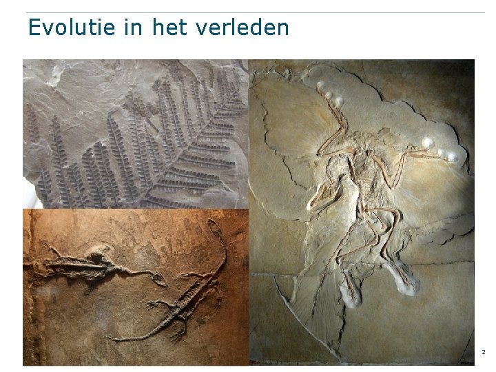 Evolutie in het verleden 2 