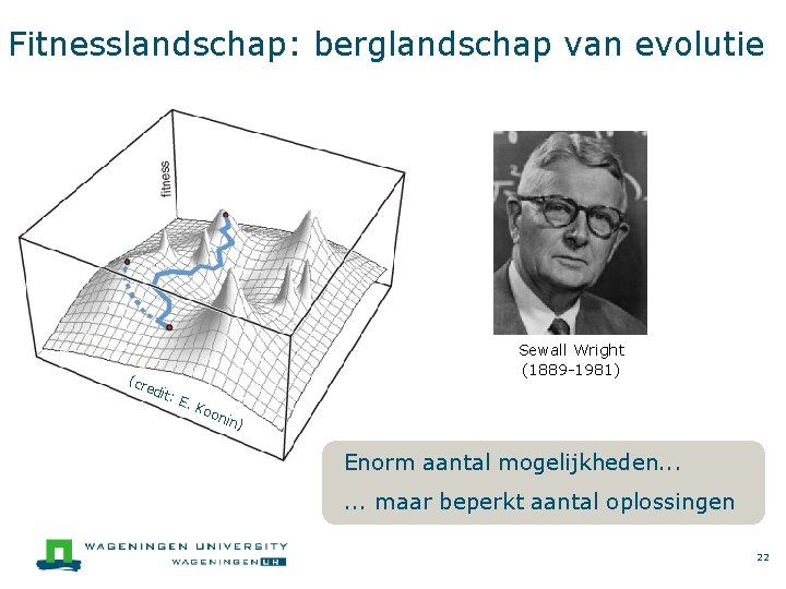 Fitnesslandschap: berglandschap van evolutie (cr edi Sewall Wright (1889 -1981) t: E. K oon