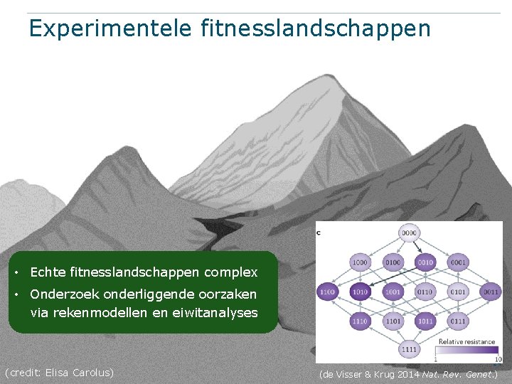 Experimentele fitnesslandschappen • Echte fitnesslandschappen complex • Onderzoek onderliggende oorzaken via rekenmodellen en eiwitanalyses