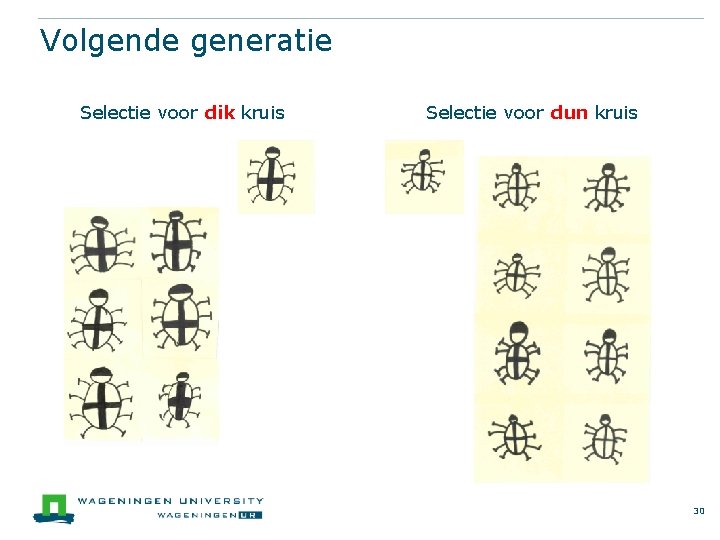 Volgende generatie Selectie voor dik kruis Selectie voor dun kruis 30 