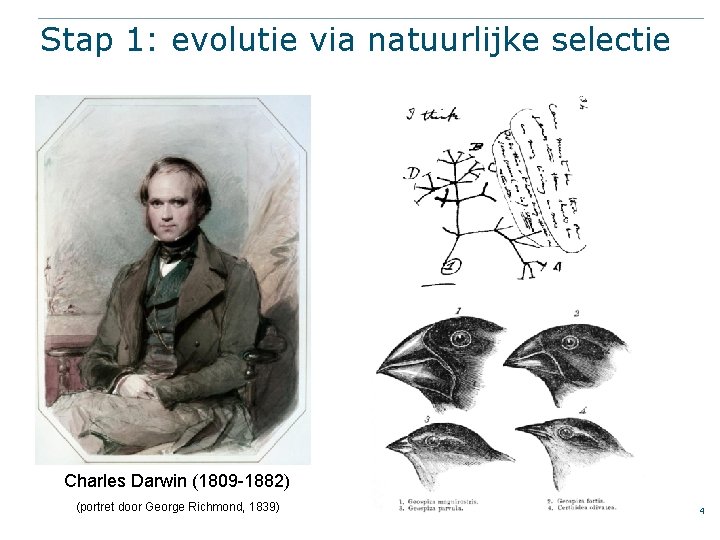 Stap 1: evolutie via natuurlijke selectie Charles Darwin (1809 -1882) (portret door George Richmond,