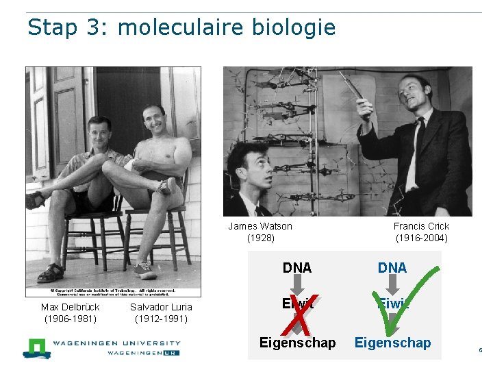 Stap 3: moleculaire biologie James Watson (1928) Max Delbrück (1906 -1981) Salvador Luria (1912