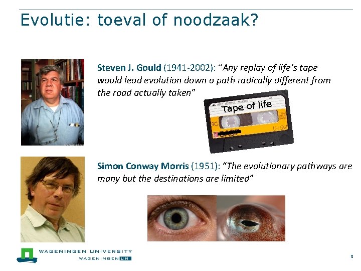 Evolutie: toeval of noodzaak? Steven J. Gould (1941 -2002): “Any replay of life’s tape
