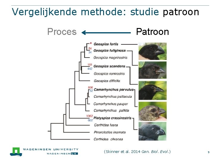 Vergelijkende methode: studie patroon Proces Patroon (Skinner et al. 2014 Gen. Biol. Evol. )