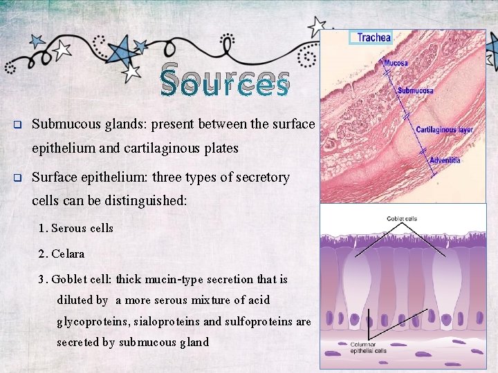 Sources Submucous glands: present between the surface epithelium and cartilaginous plates Surface epithelium: three
