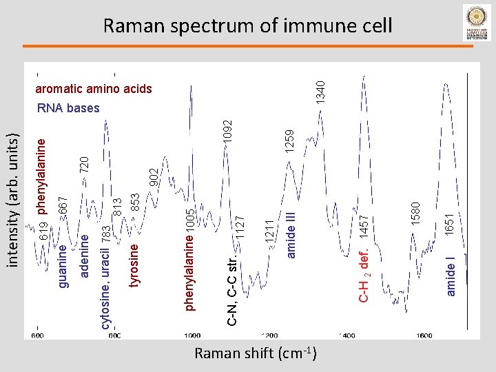 853 813 667 1211 1127 Raman shift (cm-1) amide I 1651 1259 1092 1340