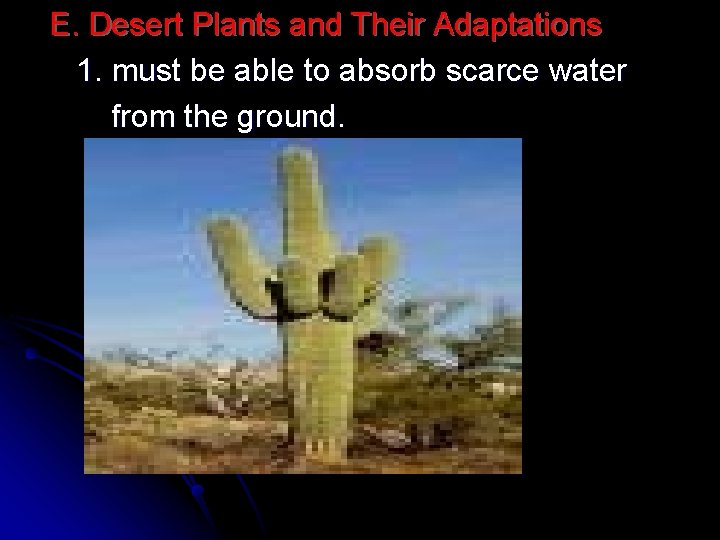 E. Desert Plants and Their Adaptations 1. must be able to absorb scarce water