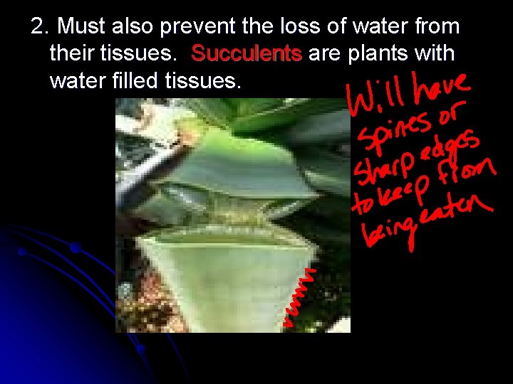 2. Must also prevent the loss of water from their tissues. Succulents are plants