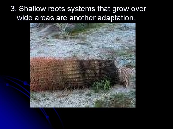 3. Shallow roots systems that grow over wide areas are another adaptation. 