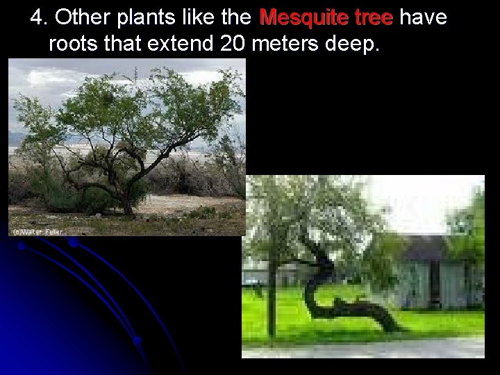 4. Other plants like the Mesquite tree have roots that extend 20 meters deep.