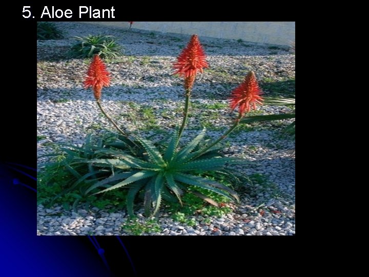 5. Aloe Plant 