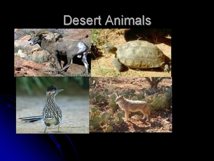 Desert Animals 