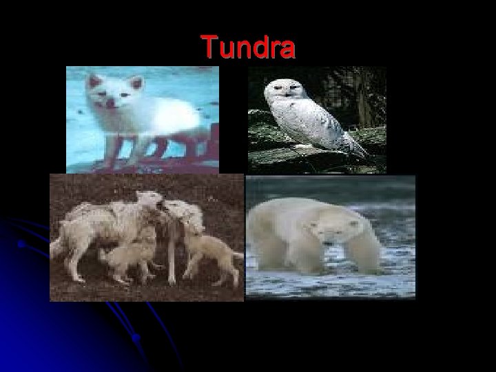 Tundra 