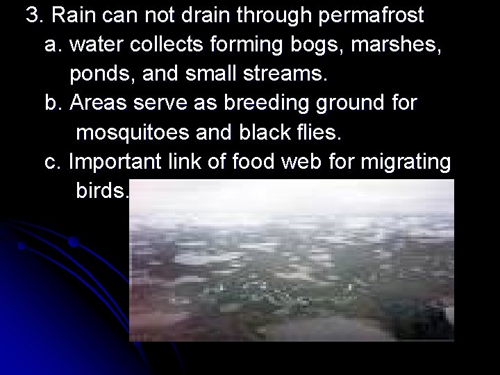 3. Rain can not drain through permafrost a. water collects forming bogs, marshes, ponds,