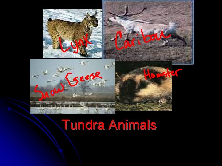 Tundra Animals 