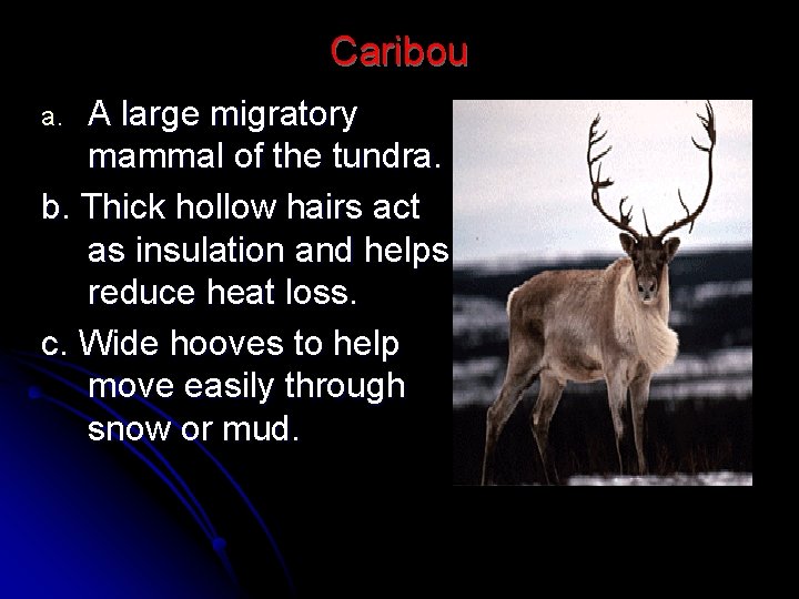 Caribou A large migratory mammal of the tundra. b. Thick hollow hairs act as