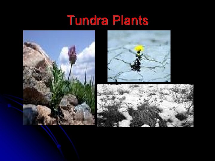Tundra Plants 