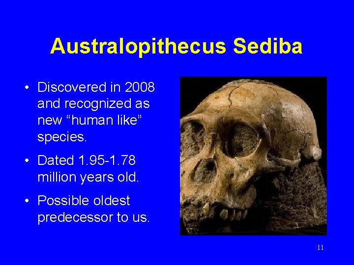 Australopithecus Sediba • Discovered in 2008 and recognized as new “human like” species. •