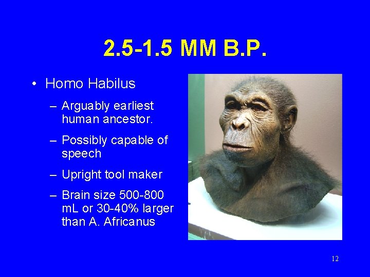 2. 5 -1. 5 MM B. P. • Homo Habilus – Arguably earliest human