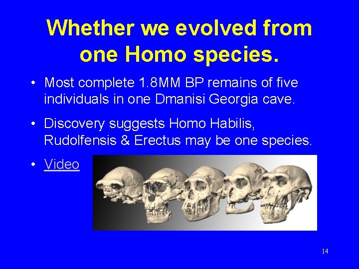 Whether we evolved from one Homo species. • Most complete 1. 8 MM BP