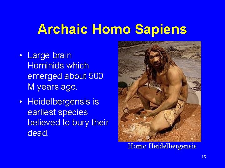 Archaic Homo Sapiens • Large brain Hominids which emerged about 500 M years ago.