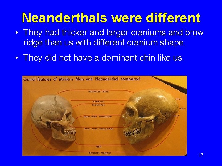 Neanderthals were different • They had thicker and larger craniums and brow ridge than