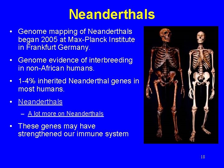 Neanderthals • Genome mapping of Neanderthals began 2005 at Max-Planck Institute in Frankfurt Germany.