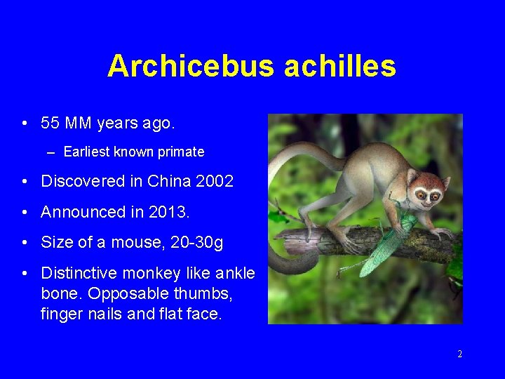 Archicebus achilles • 55 MM years ago. – Earliest known primate • Discovered in