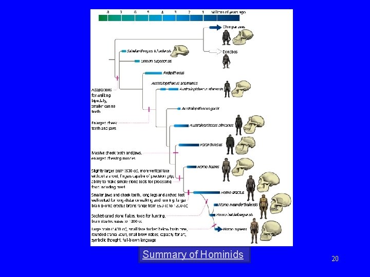 Summary of Hominids 20 