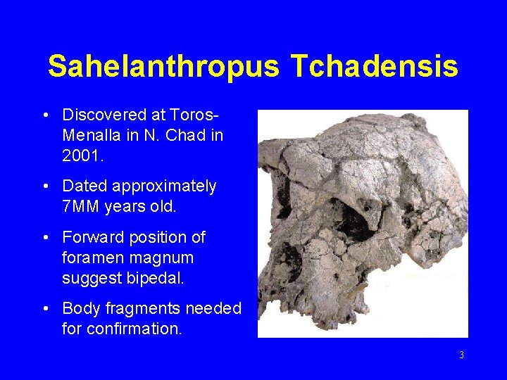 Sahelanthropus Tchadensis • Discovered at Toros. Menalla in N. Chad in 2001. • Dated