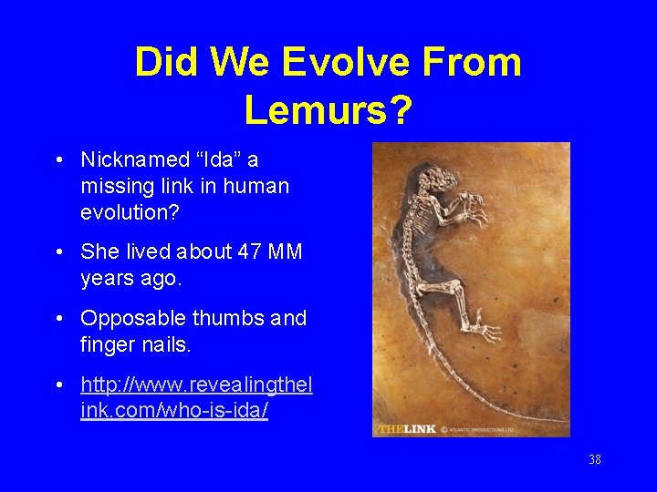 Did We Evolve From Lemurs? • Nicknamed “Ida” a missing link in human evolution?