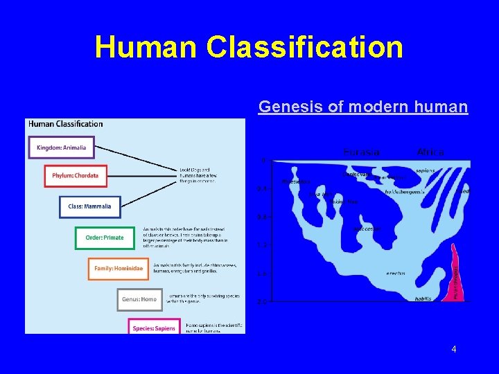 Human Classification Genesis of modern human 4 