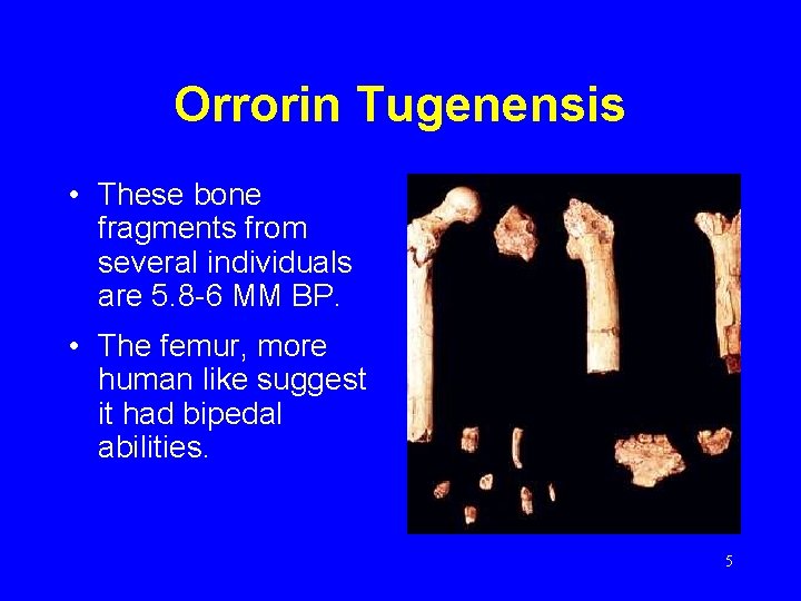 Orrorin Tugenensis • These bone fragments from several individuals are 5. 8 -6 MM