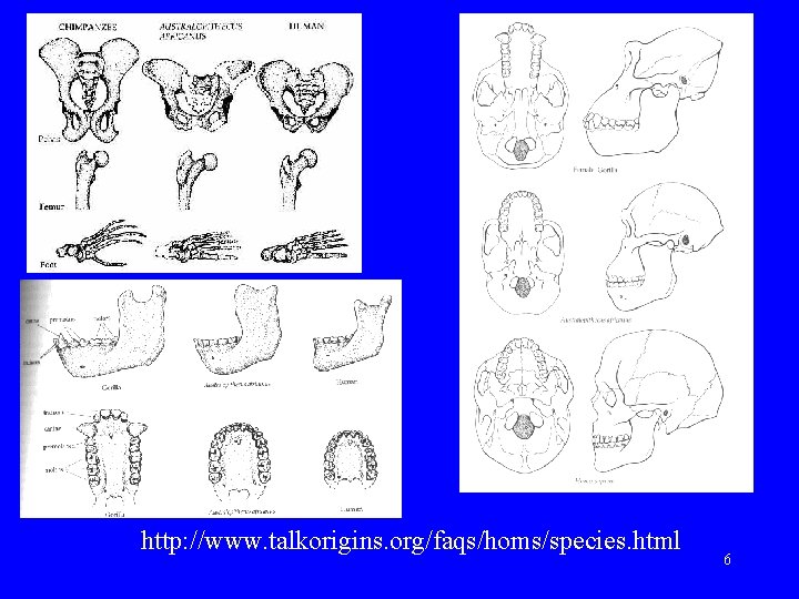 http: //www. talkorigins. org/faqs/homs/species. html 6 