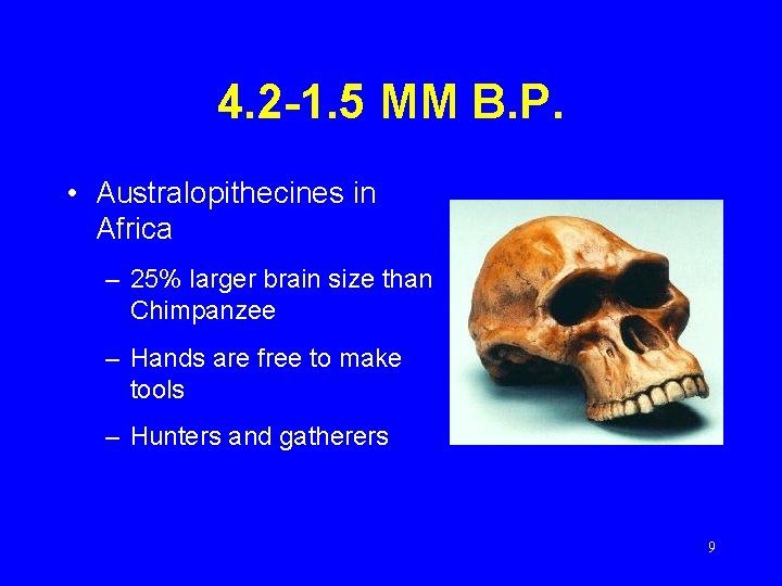4. 2 -1. 5 MM B. P. • Australopithecines in Africa – 25% larger